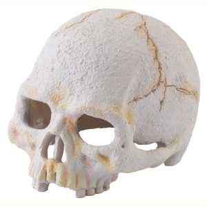 Exo Terra Totenkopf Schädel – Primate Skull