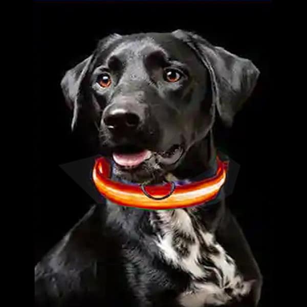 Leuchthalsband Hund LED Signal- Hundehalsband leuchtend – Bild 3