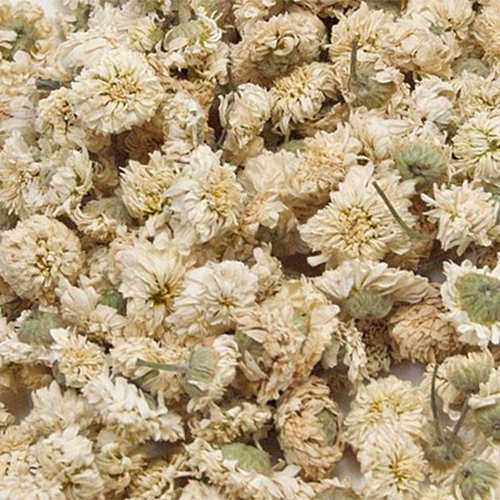 Kamillenblüten römisch ganz