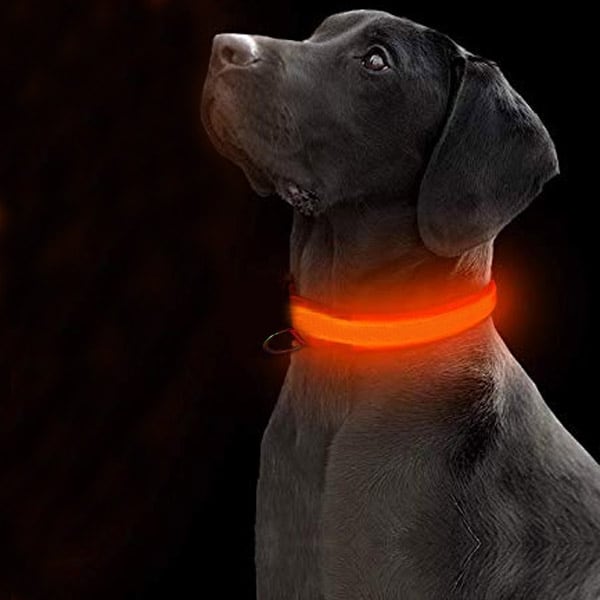 Leuchthalsband Hund LED Signal- Hundehalsband leuchtend – Bild 2